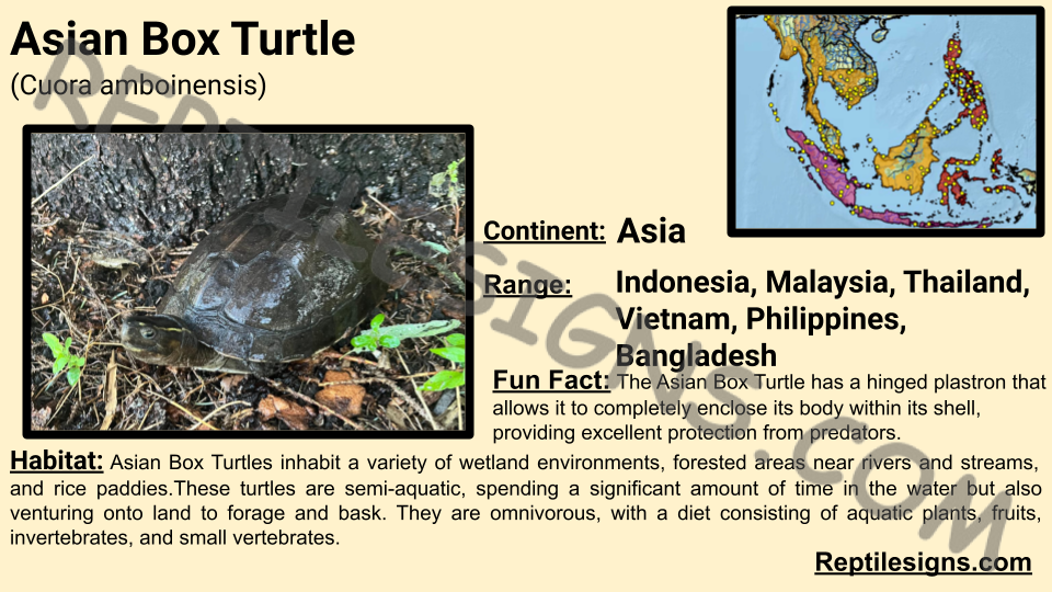 Asian Box Turtle (Cuora amboinensis)