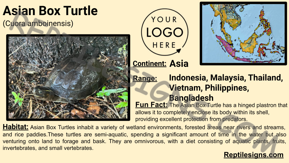 Asian Box Turtle (Cuora amboinensis)