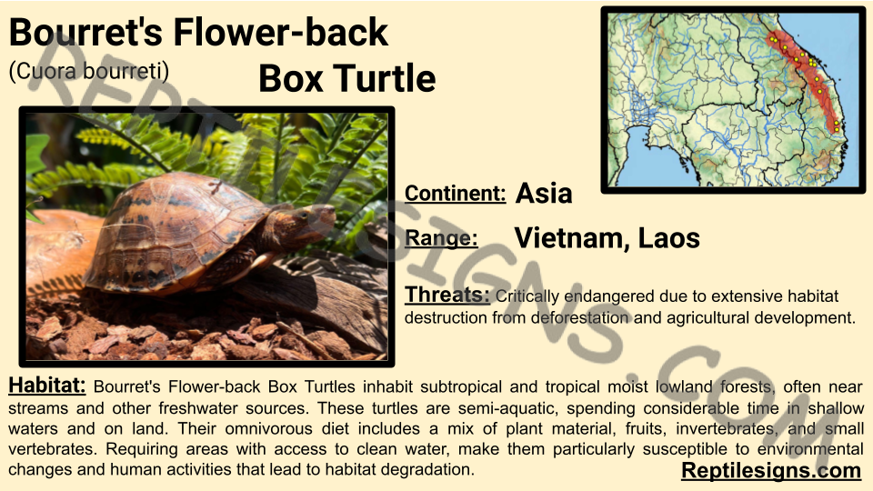 Bourret's Flower-back Box Turtle (Cuora bourreti)