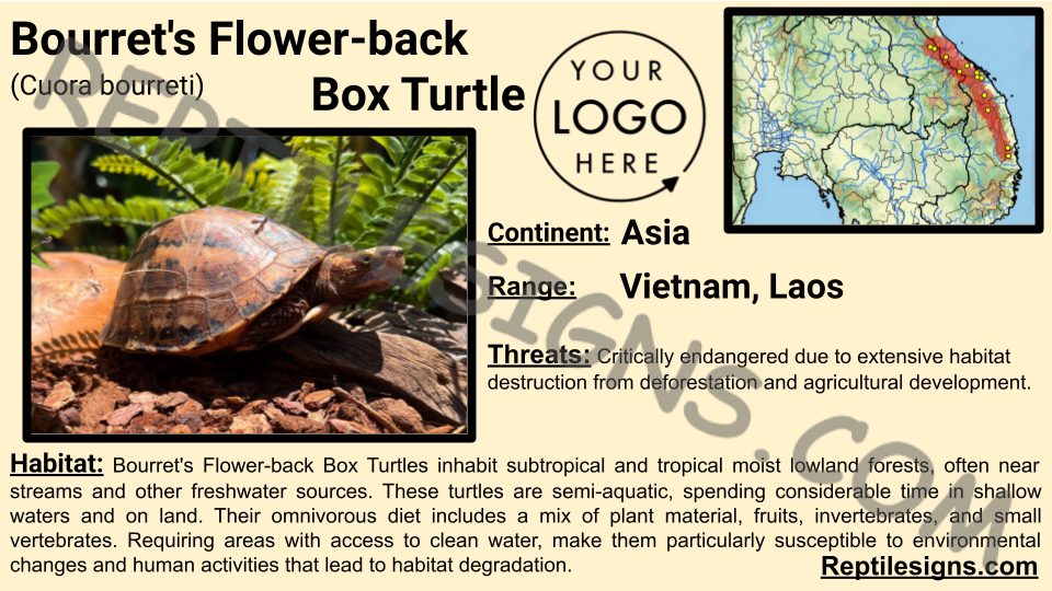 Bourret's Flower-back Box Turtle (Cuora bourreti)