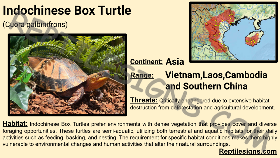 Indochinese Box Turtle (Cuora galbinifrons)