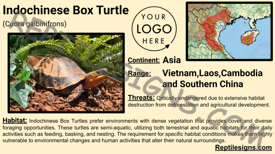 Indochinese Box Turtle (Cuora galbinifrons)