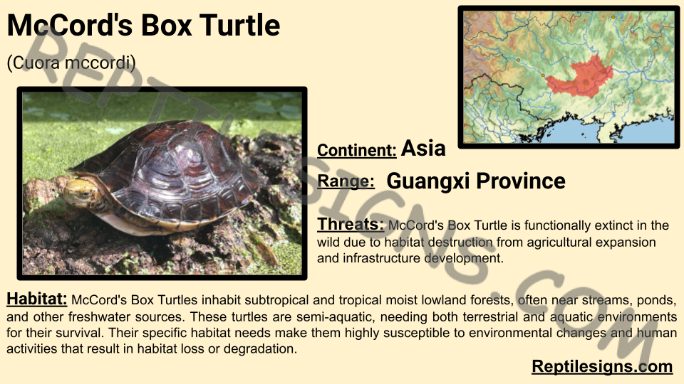 McCord's Box Turtle (Cuora mccordi)