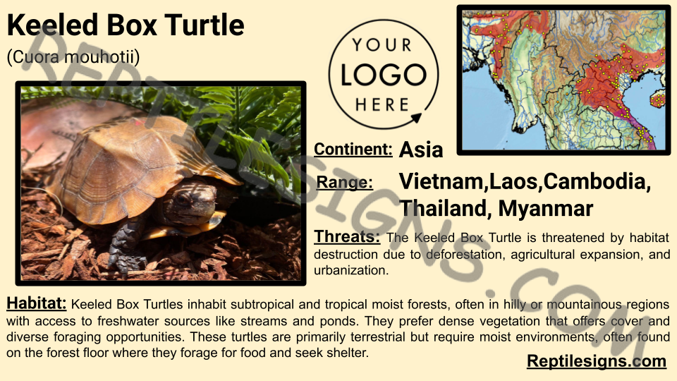 Keeled Box Turtle (Cuora mouhotii)