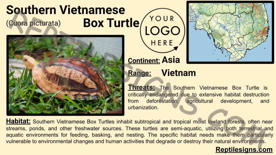 Southern Vietnamese Box Turtle (Cuora picturata)