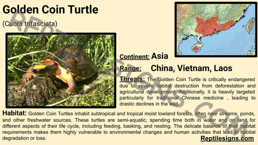 Golden Coin Turtle (Cuora trifasciata)