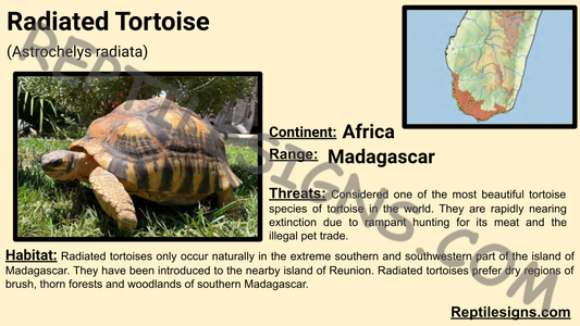 Radiated Tortoise (Astrochelys radiata)