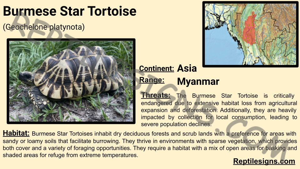 Burmese Star Tortoise (Geochelone platynota)