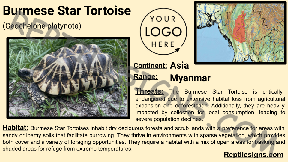 Burmese Star Tortoise (Geochelone platynota)