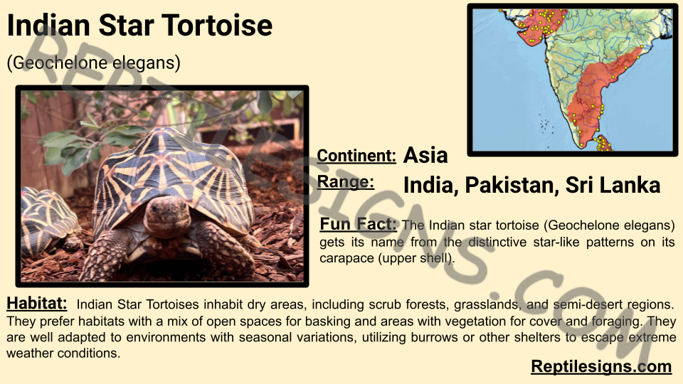 Indian Star Tortoise Habitat Bringing Home A Indian Star Tortoise