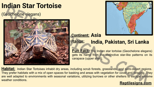 Indian Star Tortoise (Geochelone elegans)