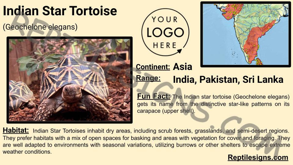 Indian Star Tortoise (Geochelone elegans)