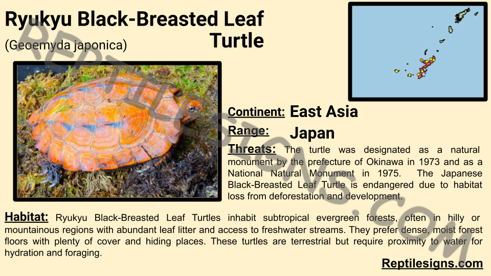 Ryukyu Black-Breasted Leaf Turtle (Geoemyda japonica)