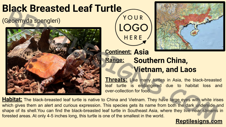 Black Breasted Leaf Turtle (Geoemyda spengleri)