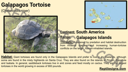 Galapagos Tortoise (Chelonoidis niger)