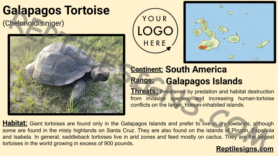 Galapagos Tortoise (Chelonoidis niger)