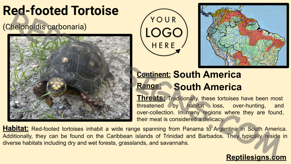 Red-footed Tortoise (Chelonoidis carbonaria)