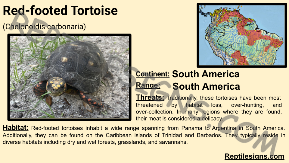 Red-footed Tortoise (Chelonoidis carbonaria)