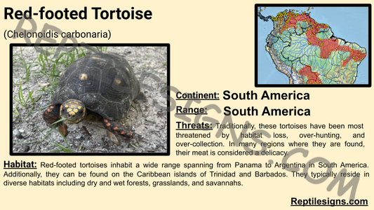 Red-footed Tortoise (Chelonoidis carbonaria)