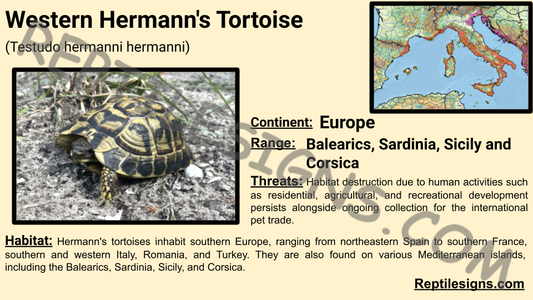 Western Hermann's Tortoise (Testudo hermanni hermanni)