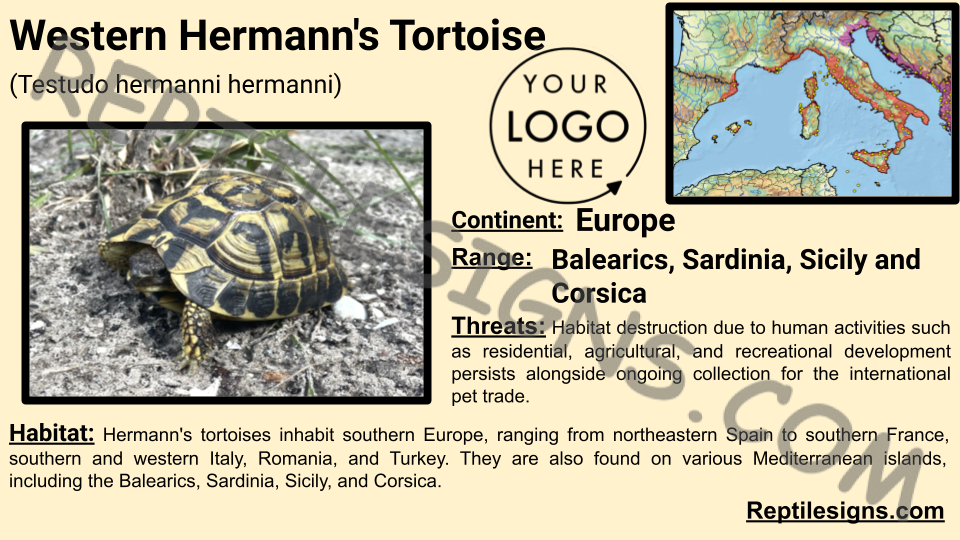 Western Hermann's Tortoise (Testudo hermanni hermanni)